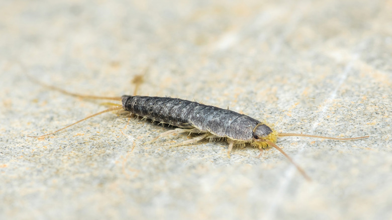 Silverfish on a gray surface
