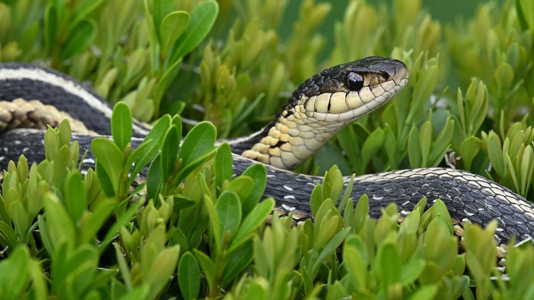 Garter snake basking in green ground cover