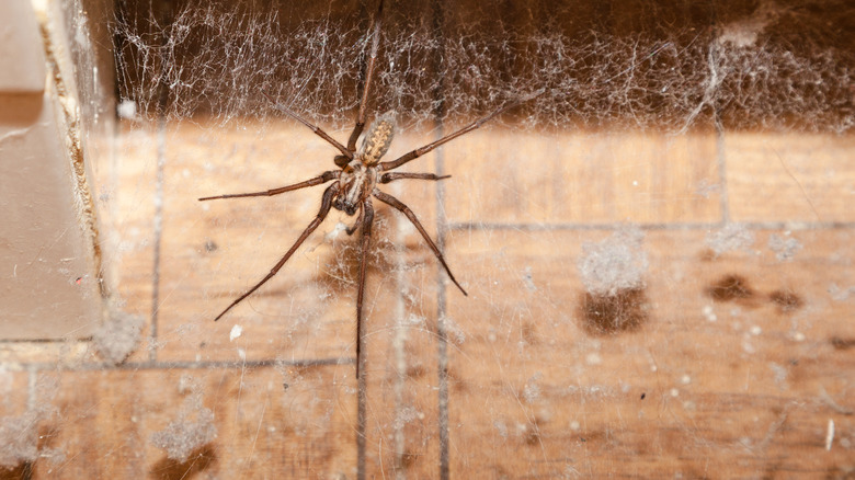 Spider in dusty place