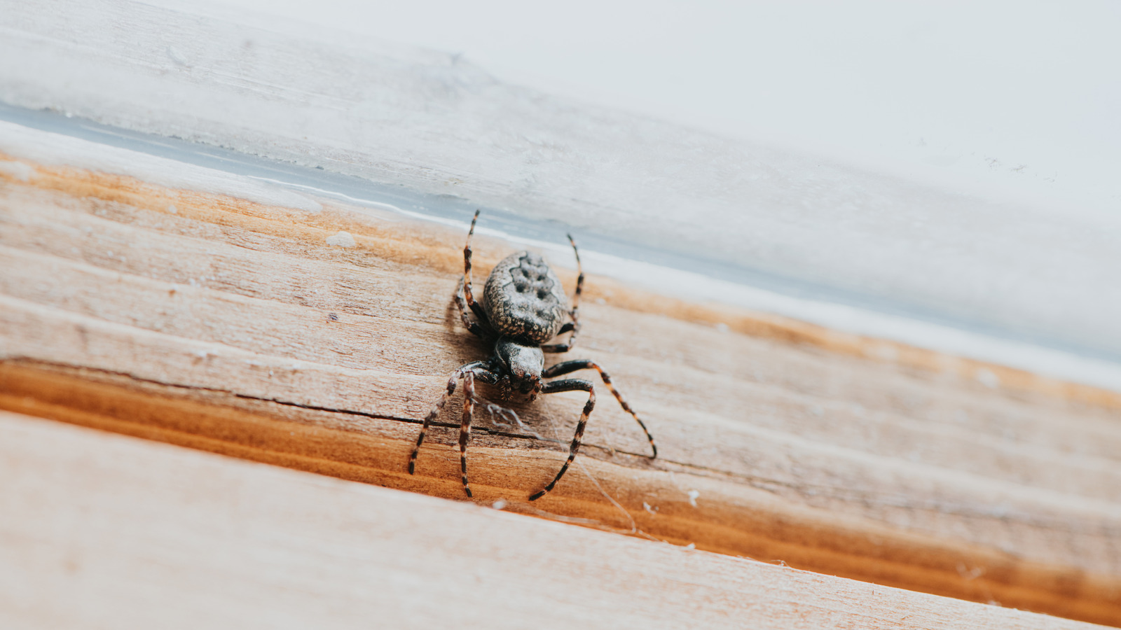 Keep Spiders Out Of The House With 12 Natural Scents They Can't Stand