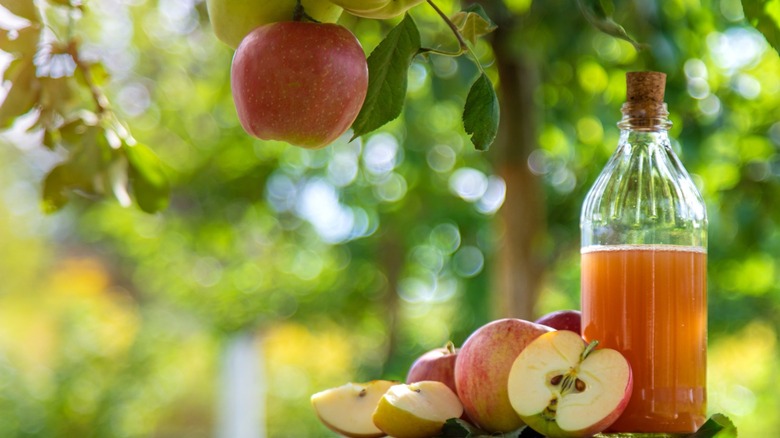 Bottle of apple cider vinegar surrounded by apples