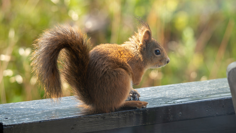 A squirrel sits on a garden fence on a sunny day