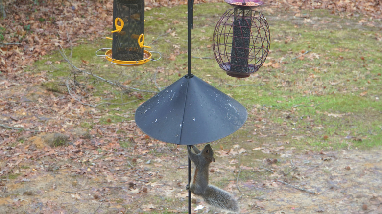 A baffle blocks a squirrel from bird feeders