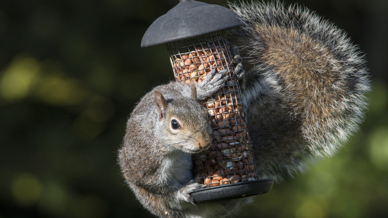 A squirrel hangs from a bird feeder