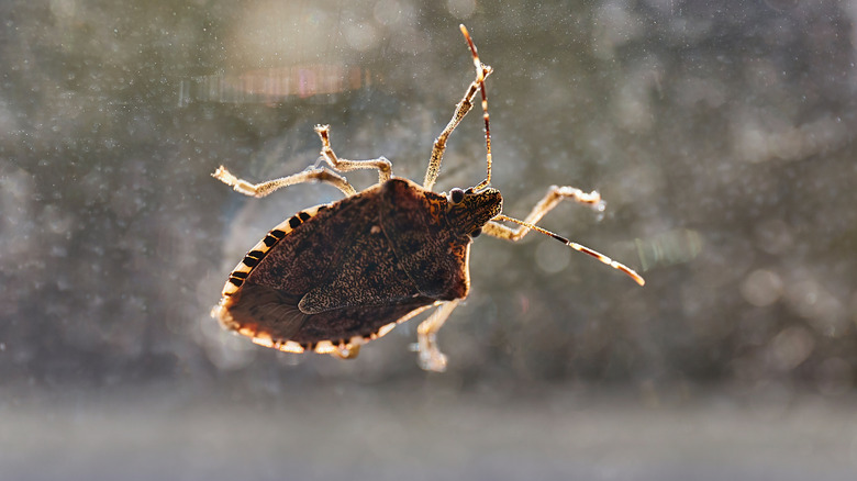Close up of stink bug on window