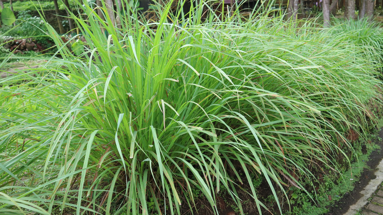 Large patch of lemongrass, outdoors