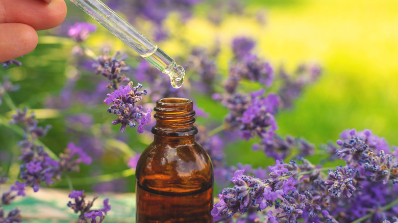Hand taking a dropper out of a lavender oil bottle
