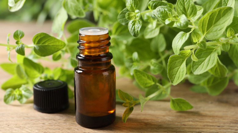Essential oil dropper bottle surrounded by fresh oregano