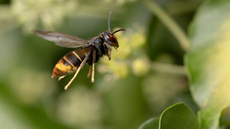 Close-up of a wasp flying with blurred background