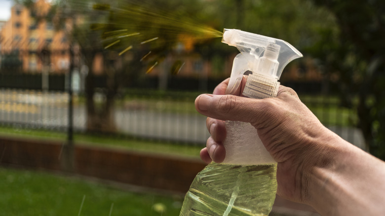 hand holding spray bottle outside