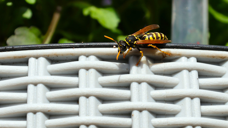 Wasp walking along garden patio
