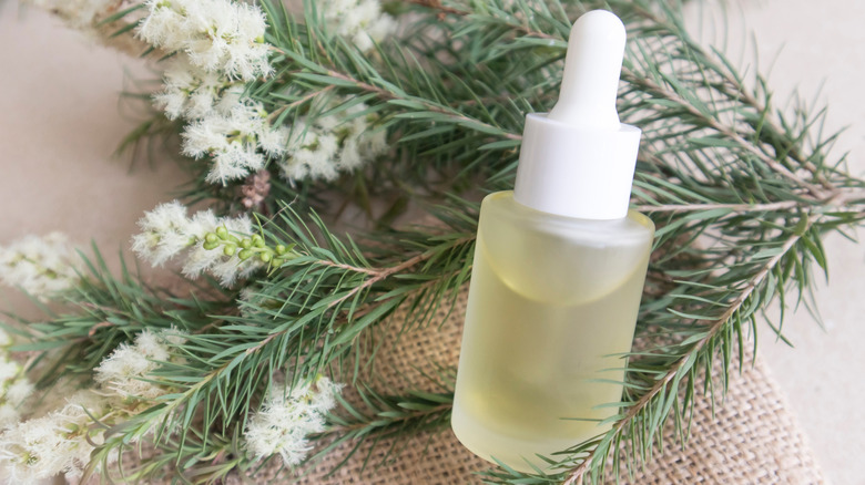 A bottle of tea tree oil sits on a table surrounded by a branch of Melaleuca alternifolia