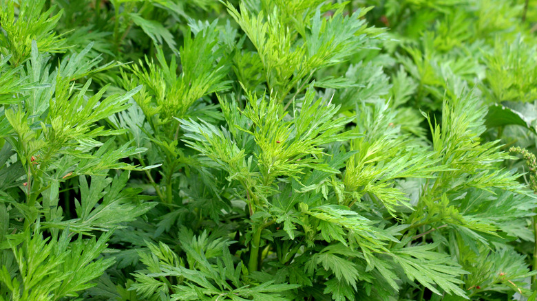Wormwood plants