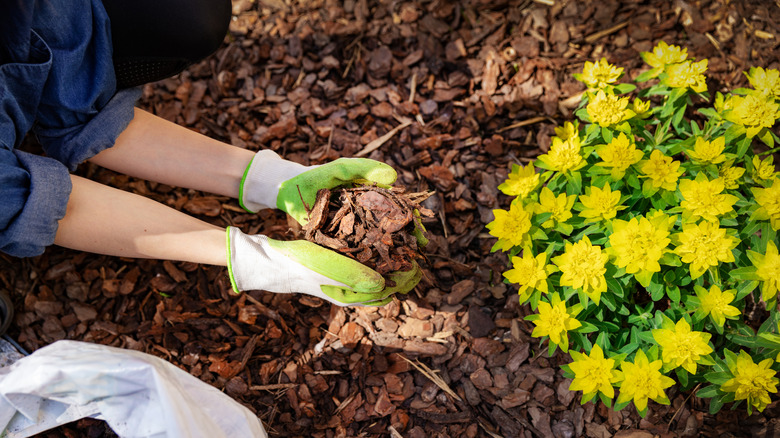 Gardener applying wood chips around yellow flowers