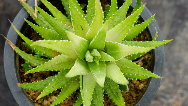 top view of aloe vera plant in pot