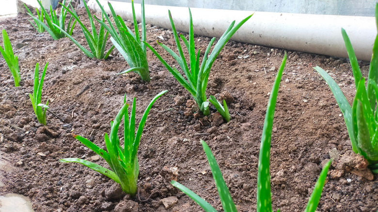 aloe vera plants in raised bed