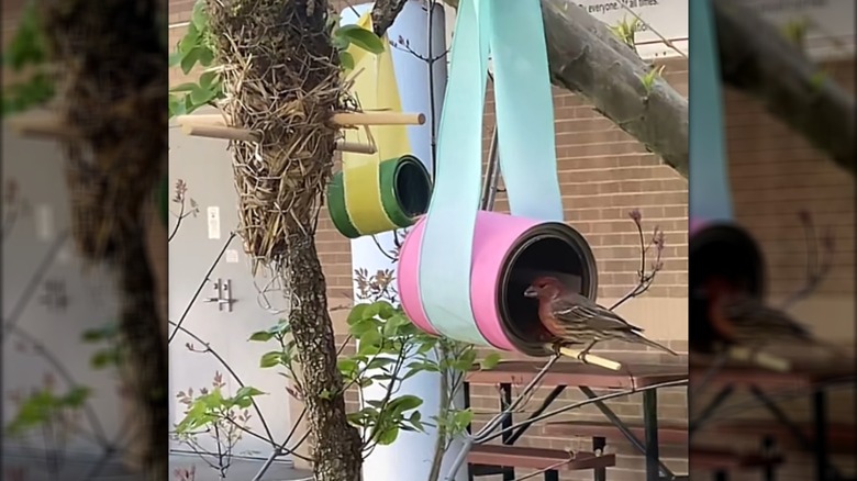 Small and large bird feeders made from paint cans with ribbon hangers