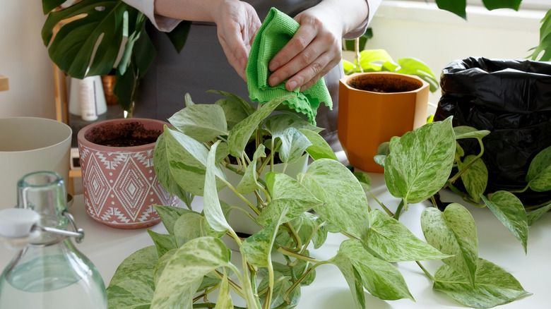 Wiping dust from pothos plant leaves