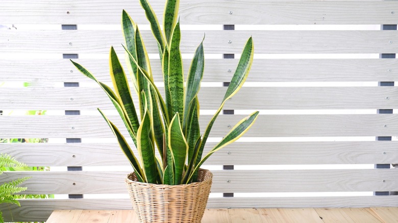 a potted snake plant in front of a window