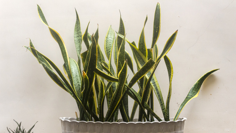 a potted snake plant