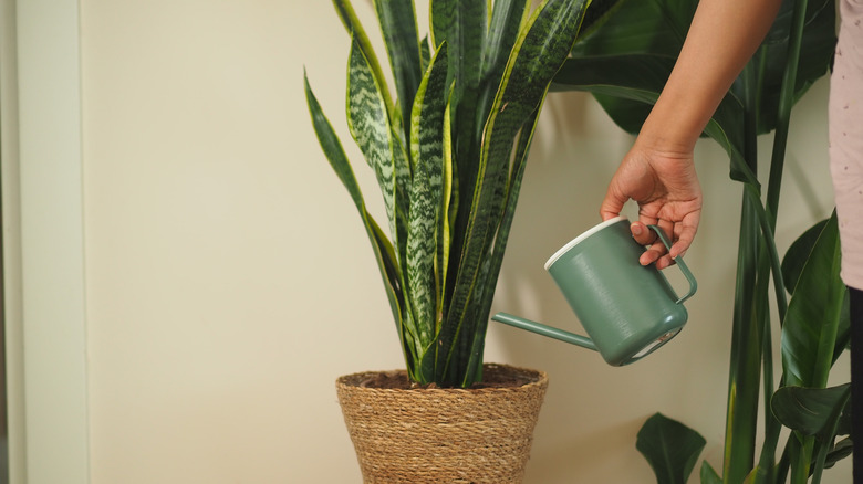 a person waters a potted snake plant
