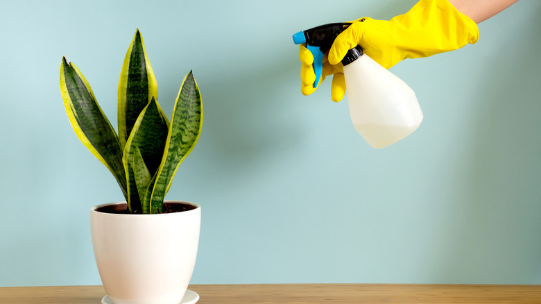 spraying a snake plant with water