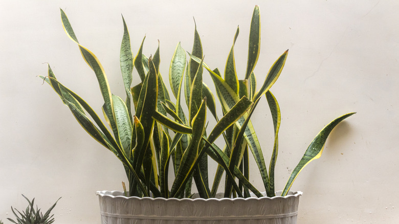 several snake plants in a large pot