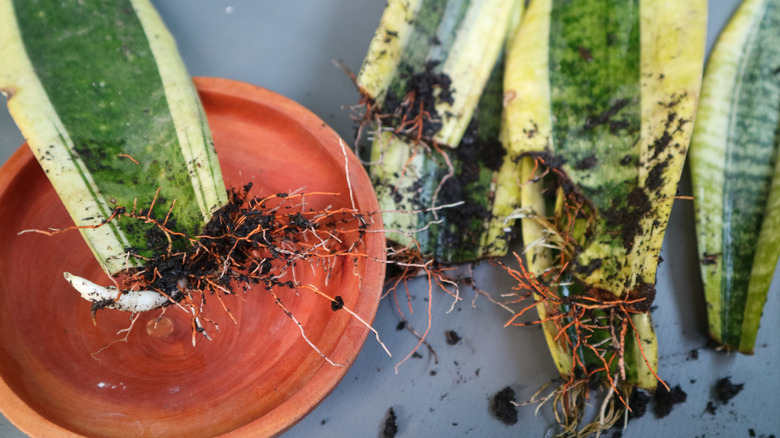 propagated snake plants