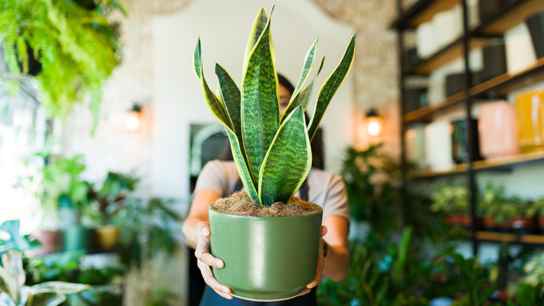 a garden shop worker holds out a snake plant
