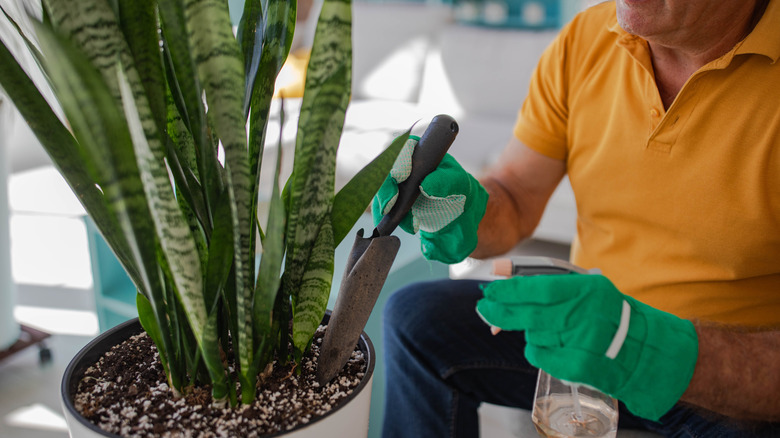 an elderly gardener takes care of a snake plant
