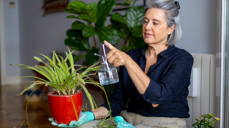 An older woman hand watering a spider plant