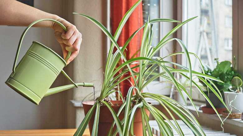 hand watering spider plant