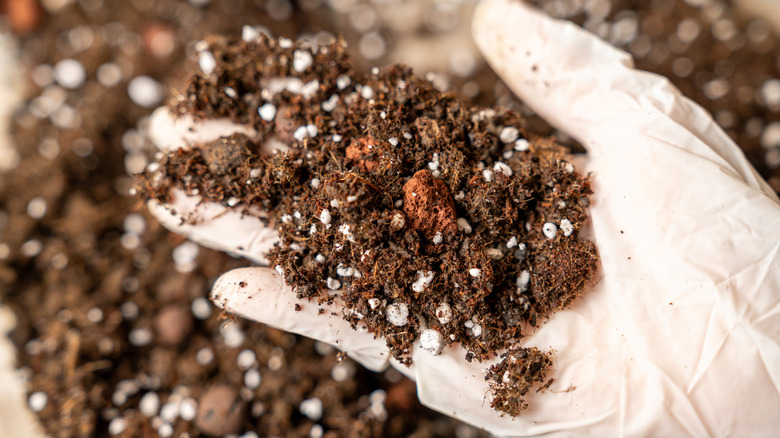 Gardener holding potting soil with perlite in gloved hand