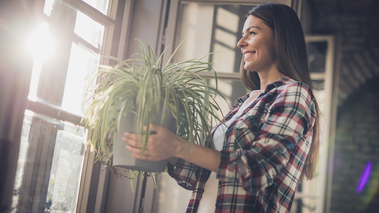 Woman holding potted spider plant in front of window