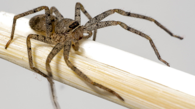 A close up of a brown recluse spider on a piece of wood.