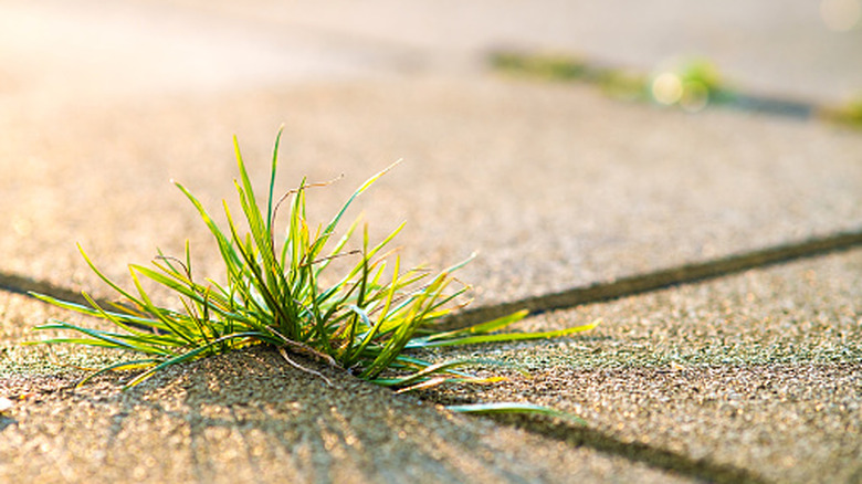Picture of grass growing between pavers