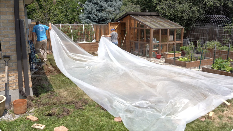 a couple putting a                                                                                                        sheet over their lawn