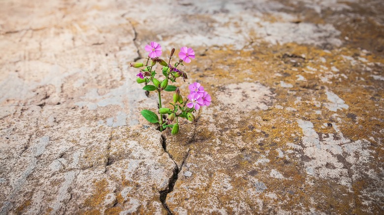 Vibrant pink flowers growing through a crack in a concrete surface