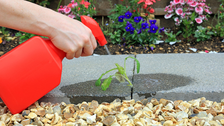 person spraying weed between pavers