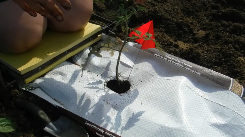 Person planting a tomato plant with an empty feed bag surrounding it