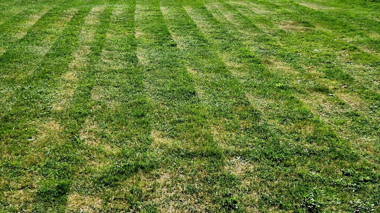 Ragged lawn showing ridges and brown spots