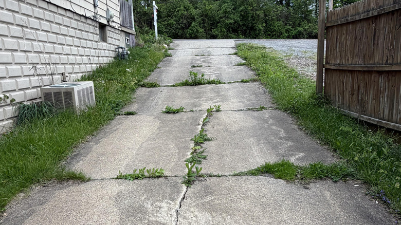A cracked asphalt driveway with overgrown grass on the side and weeds growing up from the cracks