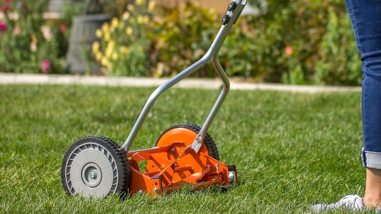 An American Lawn Mower Push Reel Lawn Mower being used to mow grass