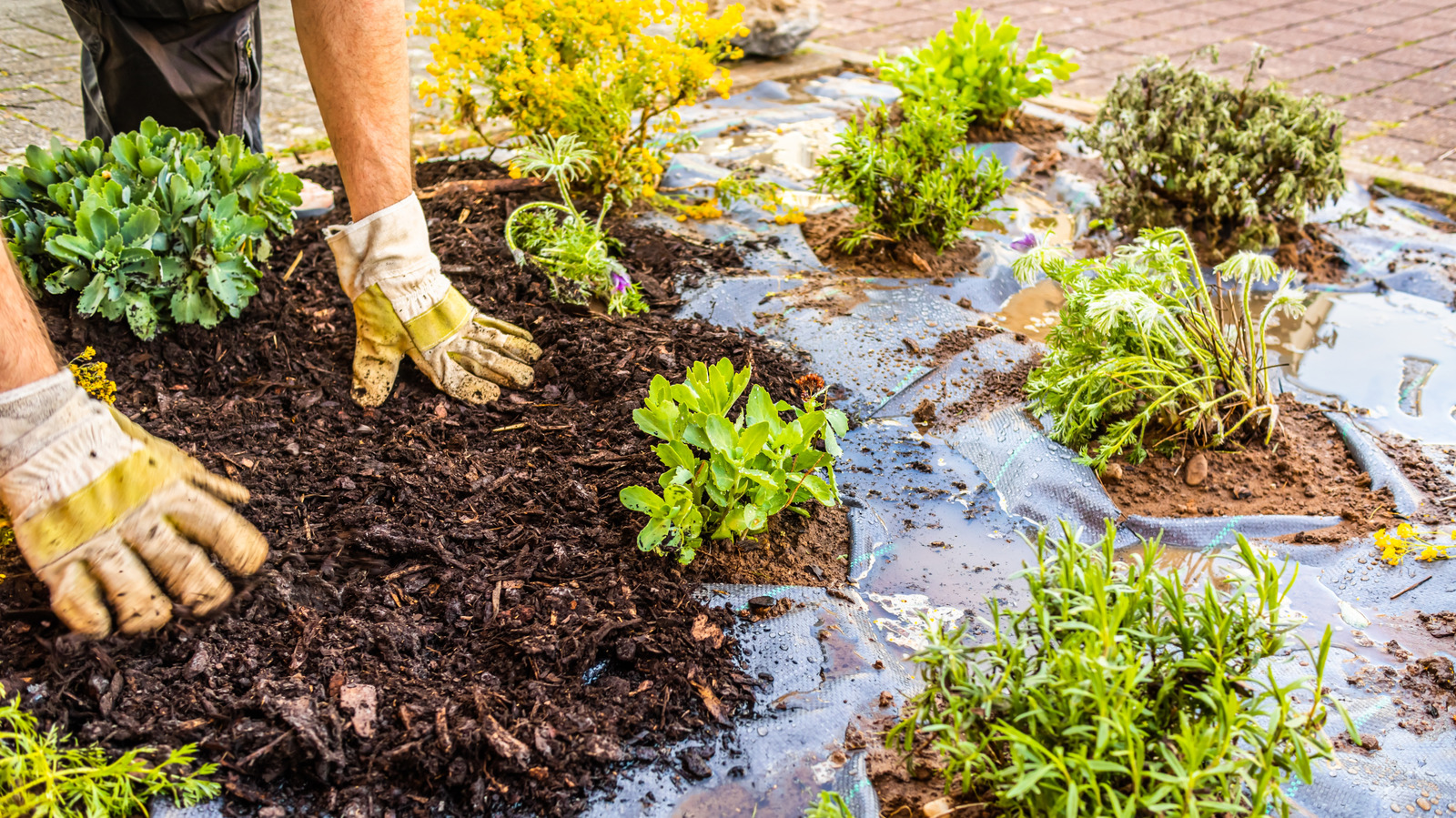 Leave The Landscape Fabric Behind: Here's Why You Don't Need It