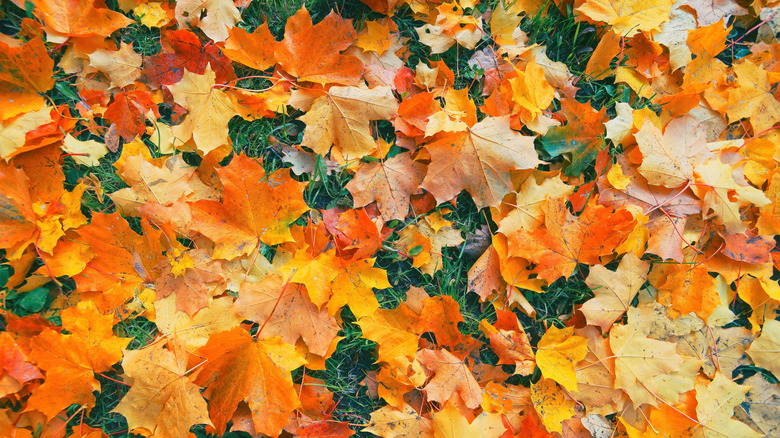 golden leaves lying on a lawn