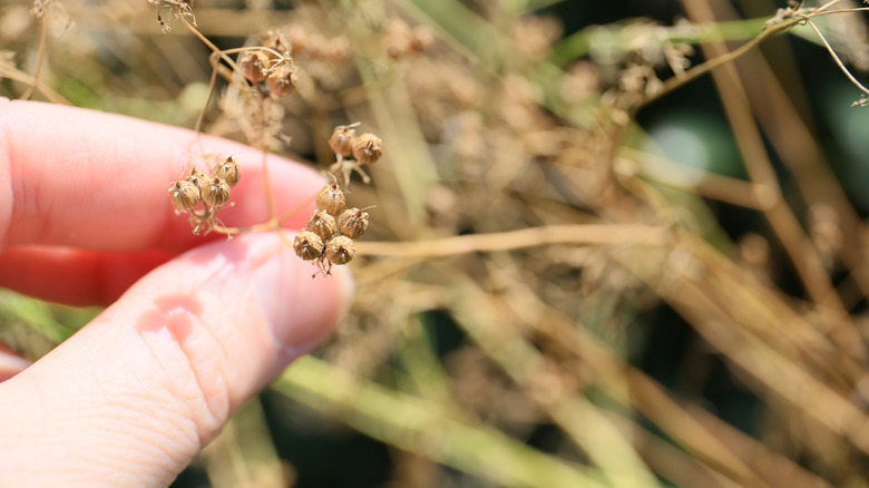 Dry coriander seeds on a stem
