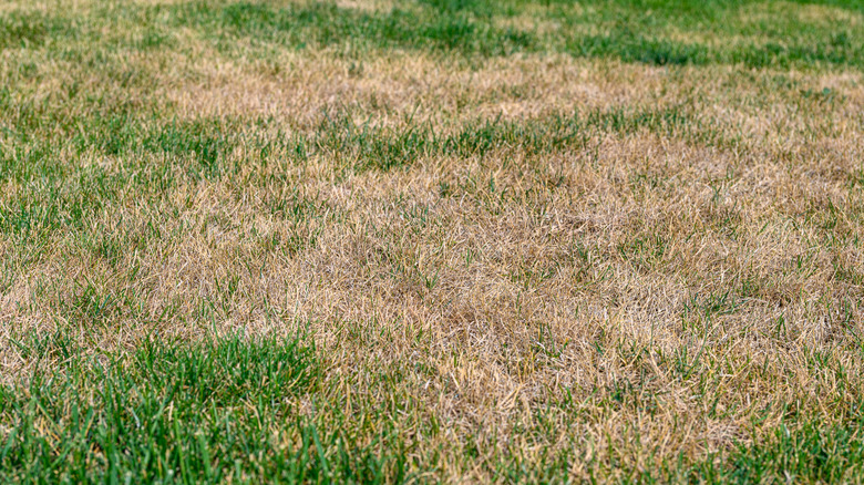lawn with patchy, mostly dead grass
