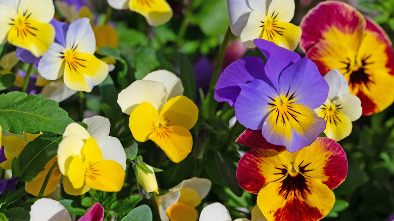yellow, purple, and red Viola cornuta flowering
