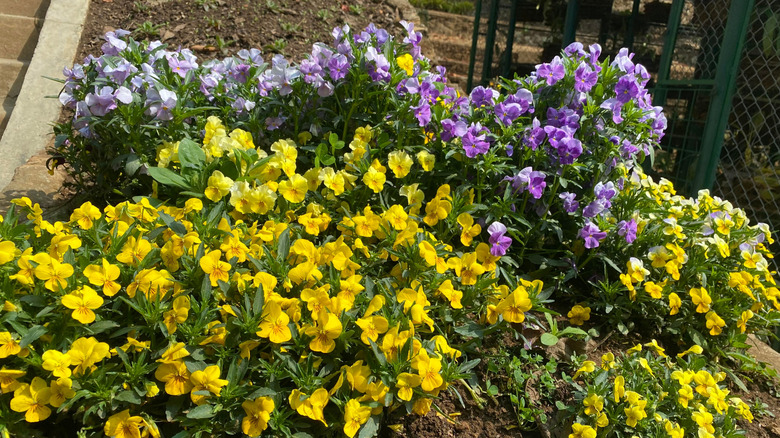 bunches of yellow and purple Viola cornuta