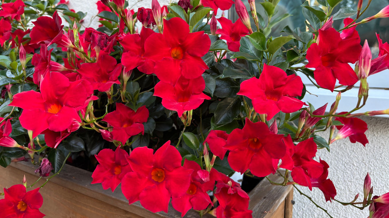 Red mandevilla blooms in a container box.